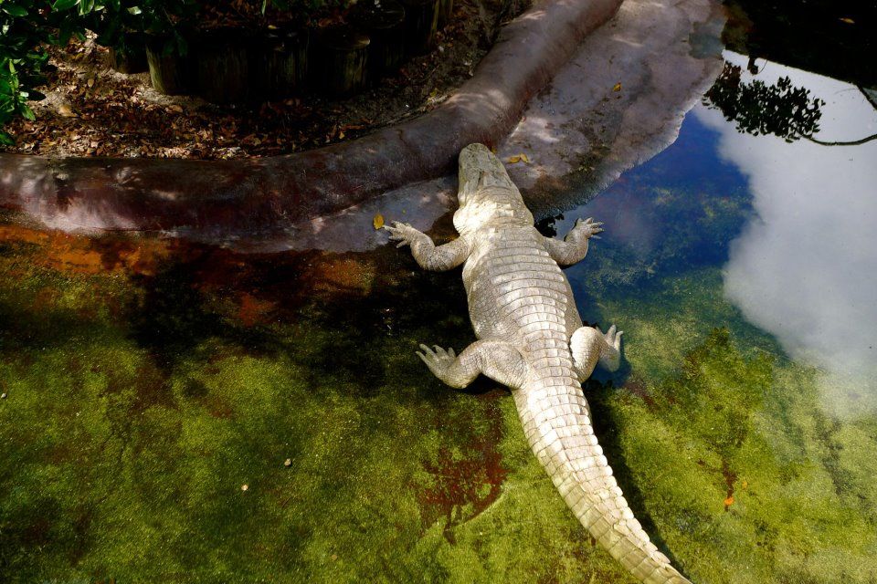 Jungle Island aligator