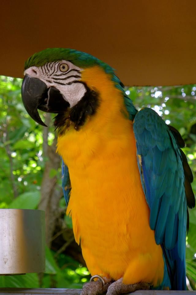 Jungle Island arara