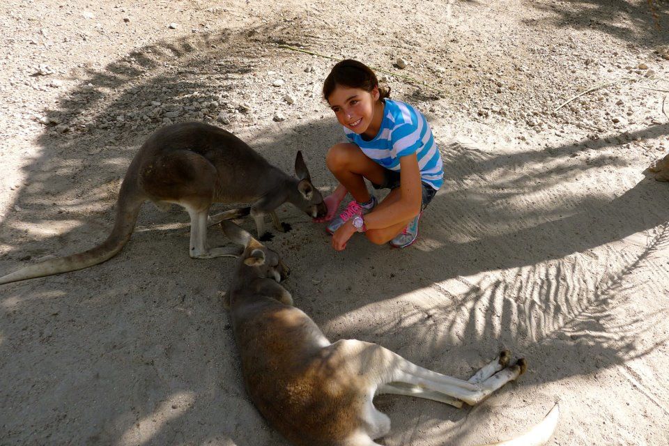 Jungle Island canguru