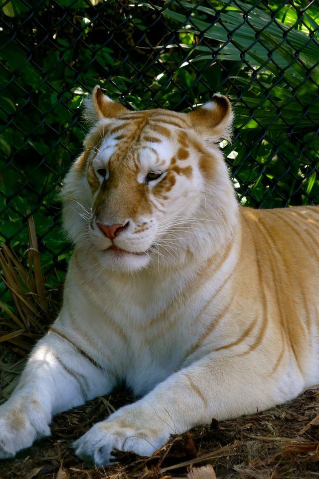 Jungle Island tigre