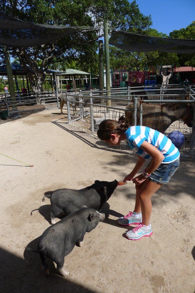 Jungle island mamadeira