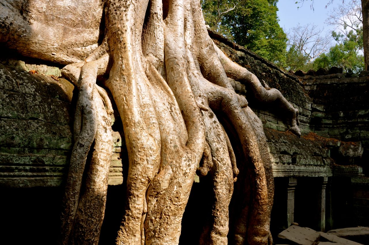 Ta prohm first