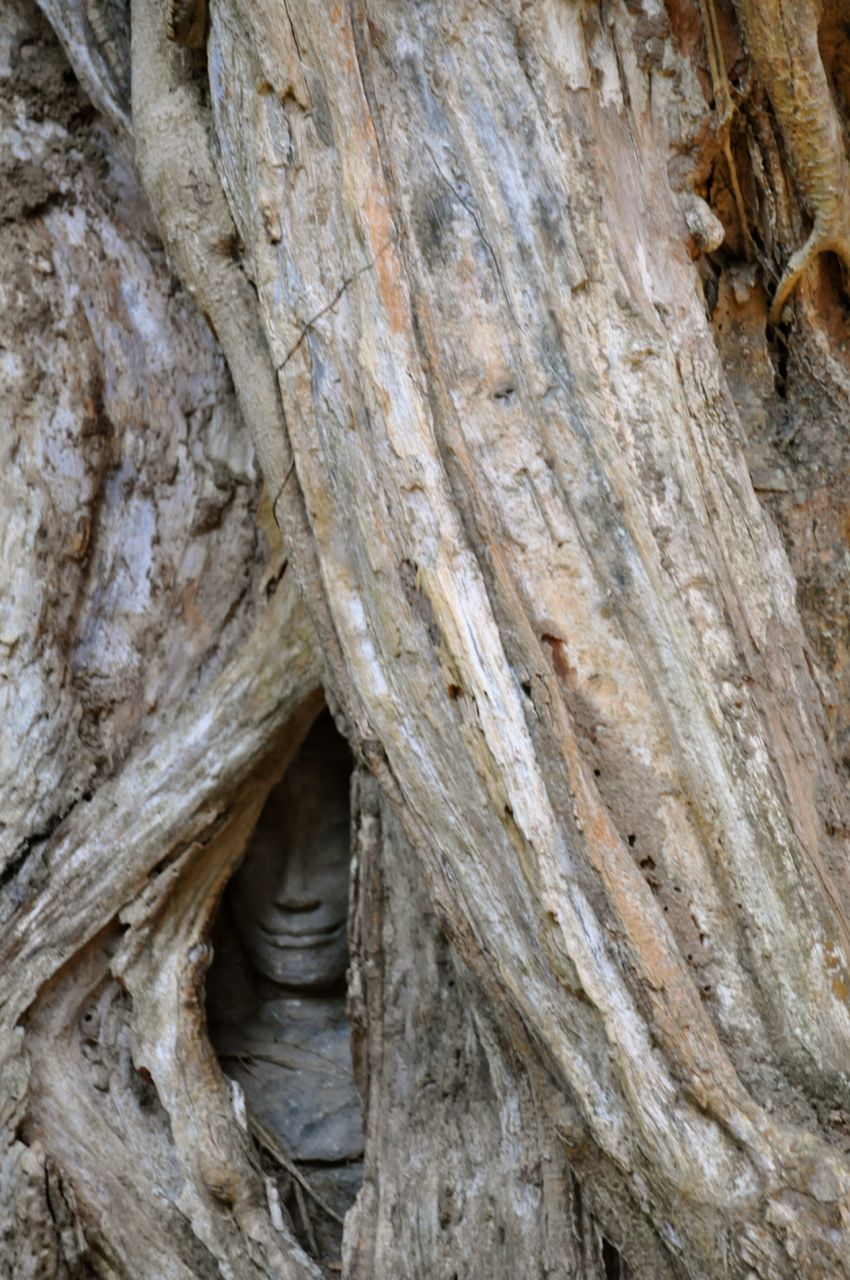 Ta prohm tree buda