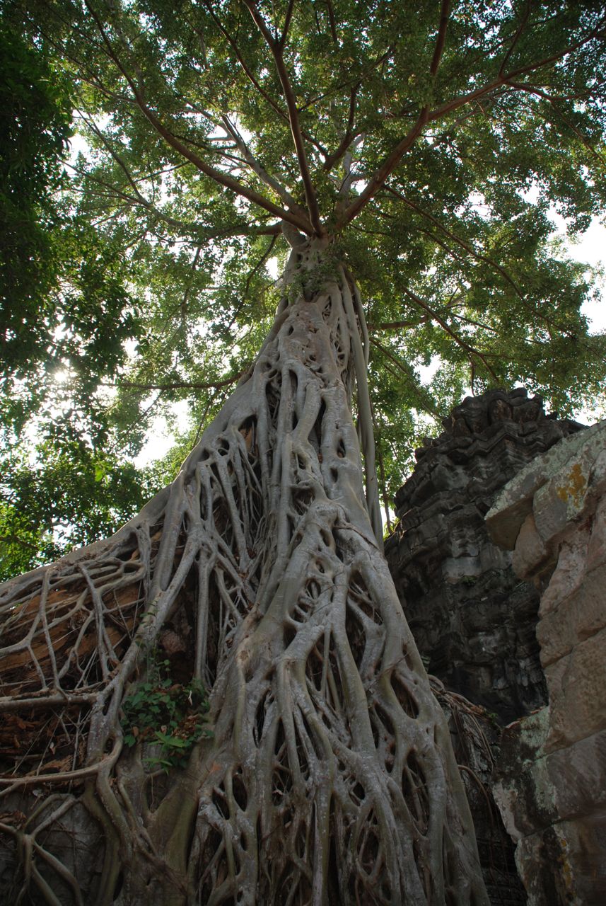 Ta prohm tree
