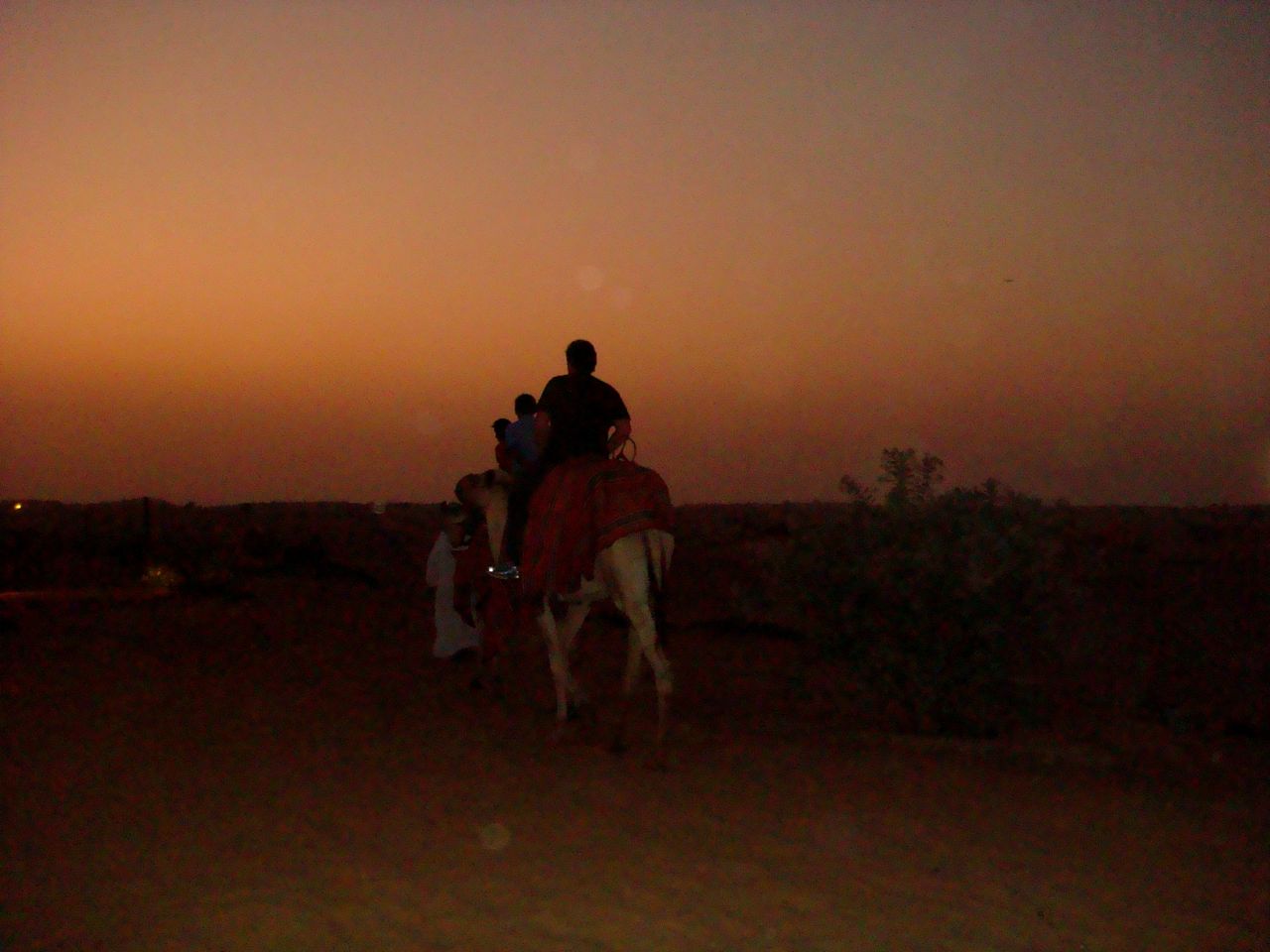 Deserto camelo