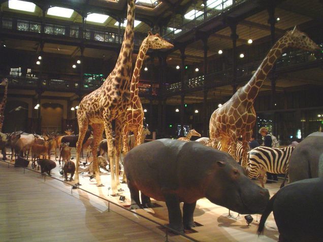 kids historia natural
