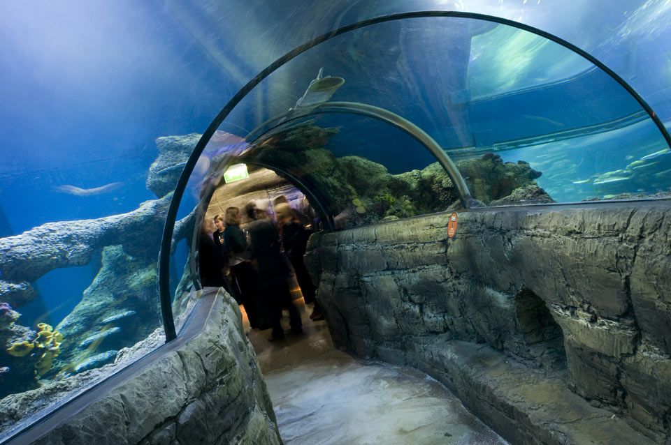 London Aquarium