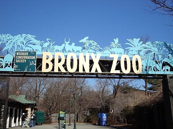 kids bronx