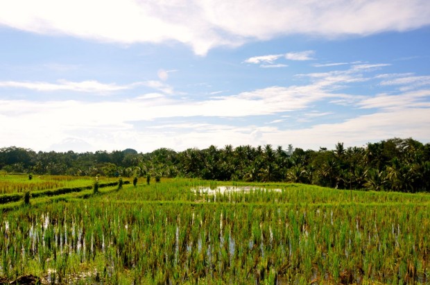 Bali trekking 6