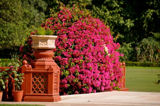 Rambagh Palace Taj