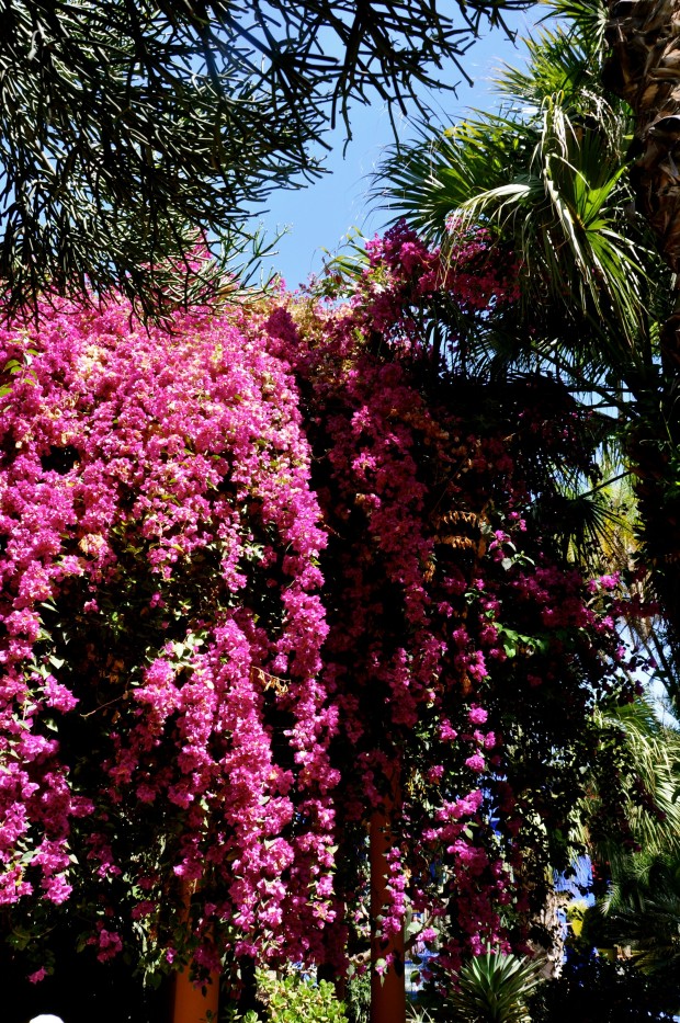 Jardin Majorelle 2