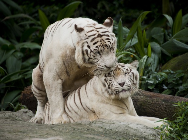 Singapura 