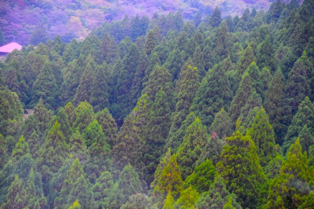 Hakone_7