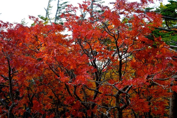 Monte _Fuji_40