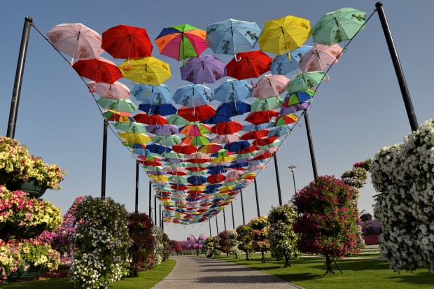 Dubai_Miracle_Garden_16