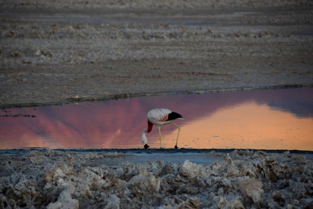 Reserva_dos_Flamingos_Atacama_13