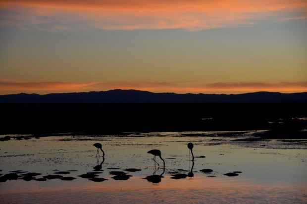 Reserva_dos_Flamingos_Atacama_17