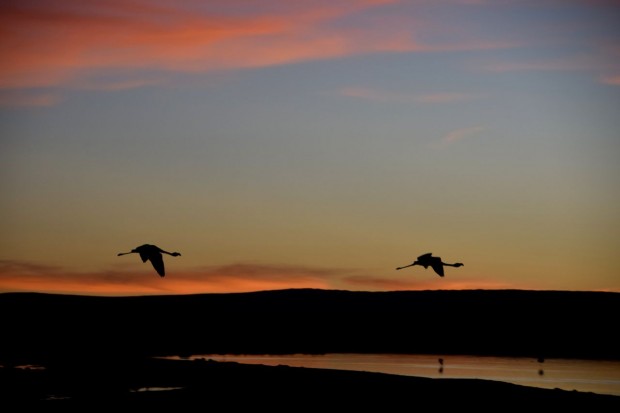 Reserva_dos_Flamingos_Atacama_18