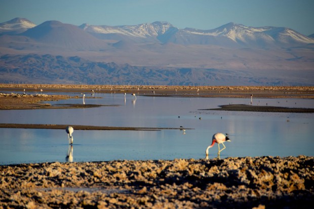 Reserva_dos_Flamingos_Atacama_2