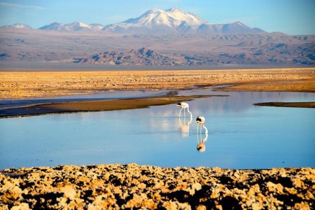 Reserva_dos_Flamingos_Atacama_4