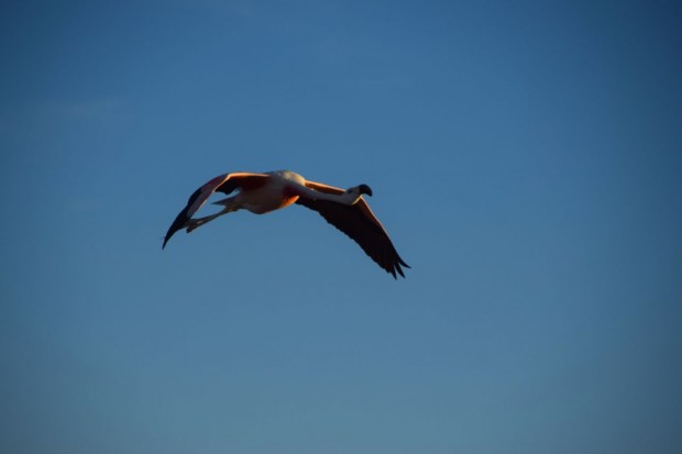Reserva_dos_Flamingos_Atacama_6
