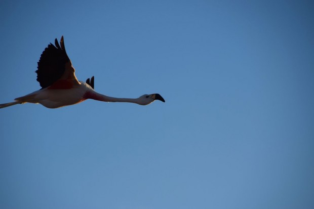 Reserva_dos_Flamingos_Atacama_7