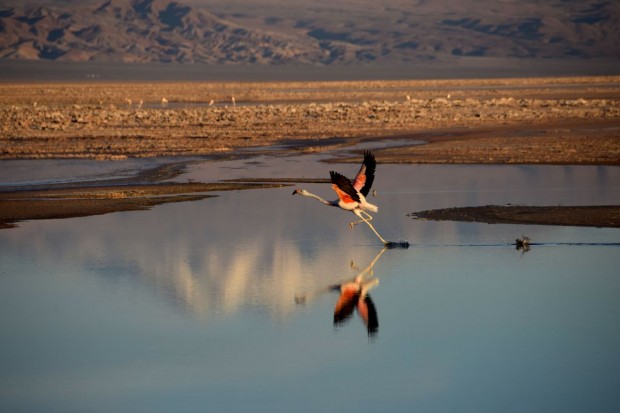 Reserva_dos_Flamingos_Atacama_9