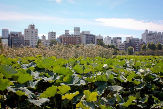 Ueno_tokyo_1