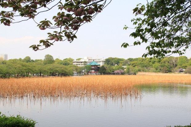 Ueno_tokyo_7