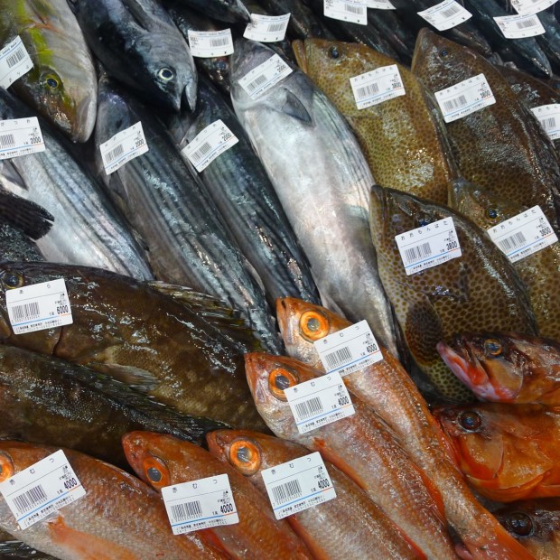Tsukiji_capa-620x620