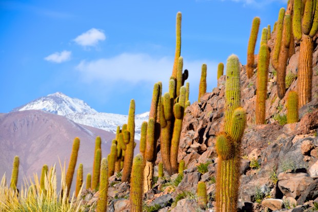 Guatin_Deserto_Atacama_103