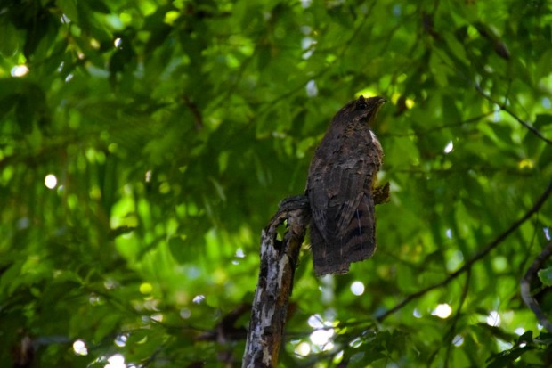 Cristalino_Lodge_Amazônia_93