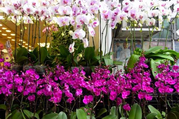 Hong_Kong_40