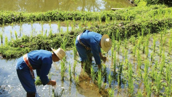 Four_Seasons_Chiang_Mai_Thailand_59