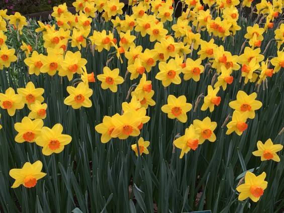 Keukenhof_11