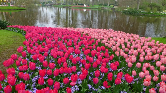 Keukenhof_02