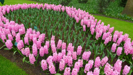 Keukenhof_10