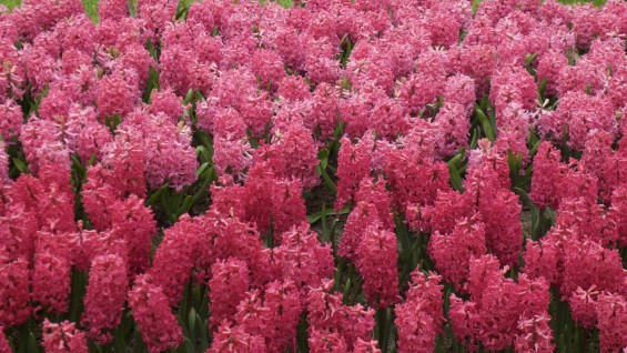 Keukenhof_16