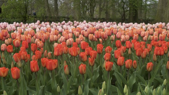 Keukenhof_04