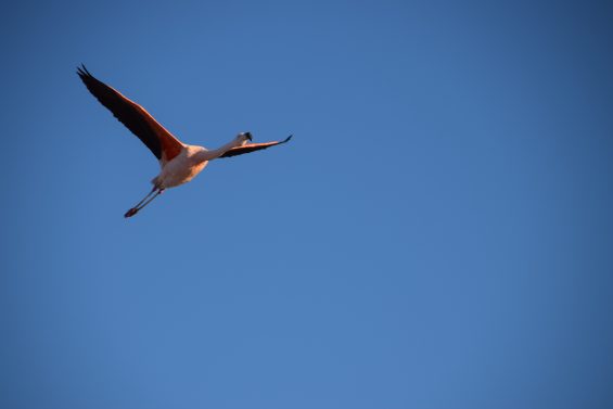 Tierra_Atacama_14