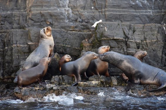 Brasileiros_em_Ushuaia_56